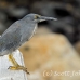 heron_lava_blue_great_san_h_0084_ecu2281.jpg